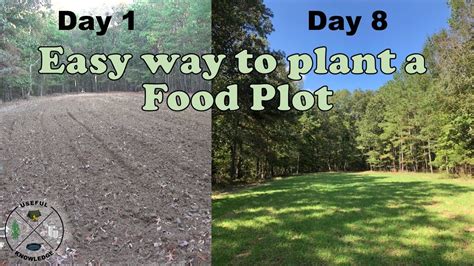 How to plant food plots for deer  Useful Knowledge