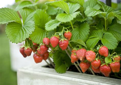 How to Plant Strawberries Part 2 Protect Them for the Winter  Useful Knowledge