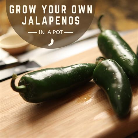 How to Plant Jalapeno Peppers in your Garden  Useful Knowledge